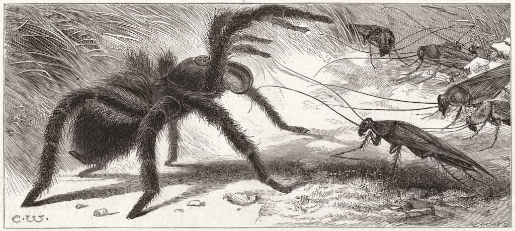 INSECTS. The Gigantic Mouse-eating Spider at the Zoological Gardens 1880 print